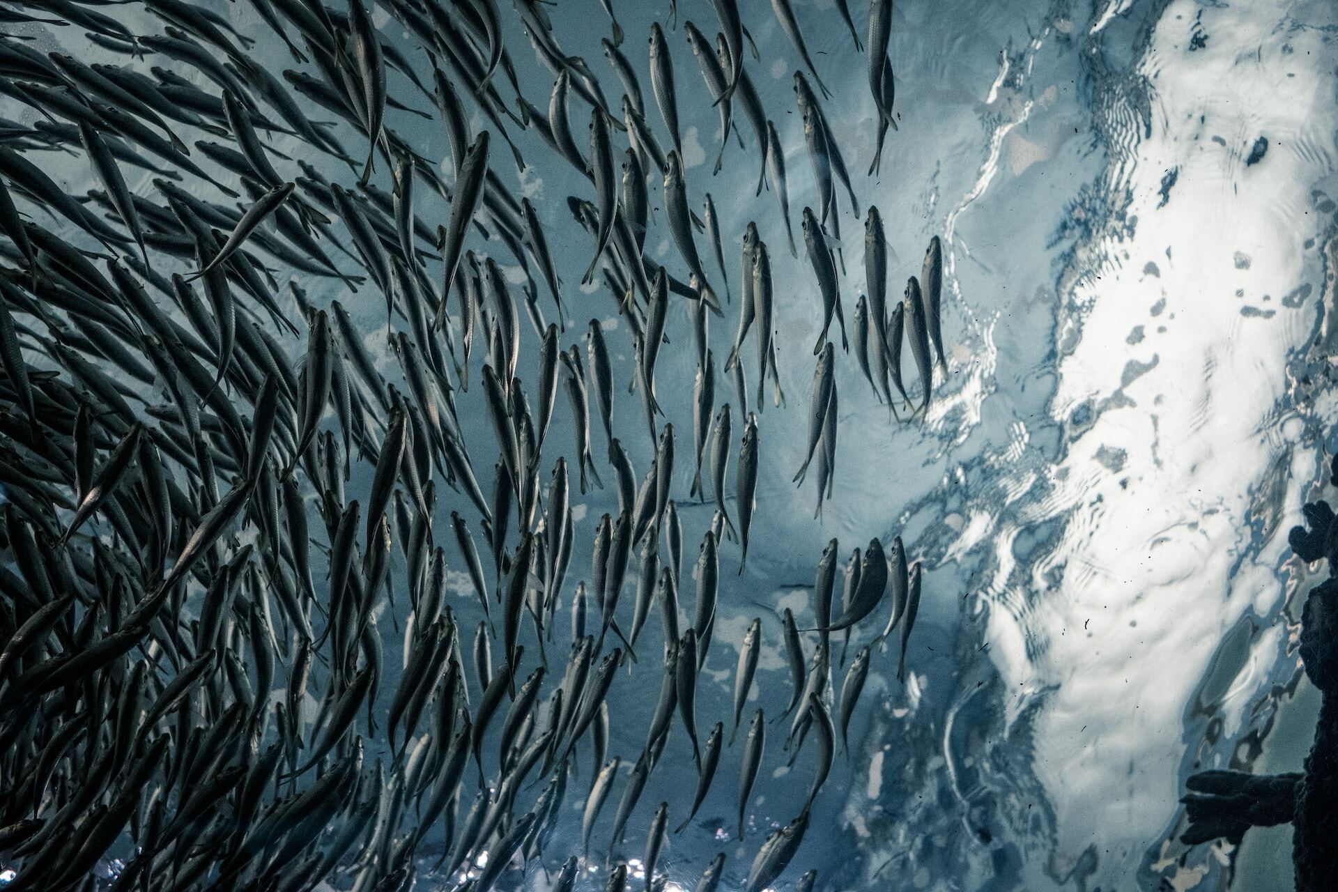 Vissen-in-de-zee-Nederlof-Fish
