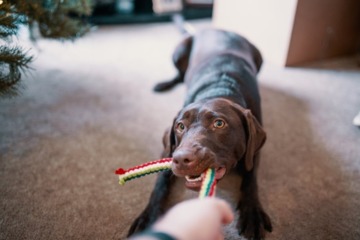 spelende bruine hond