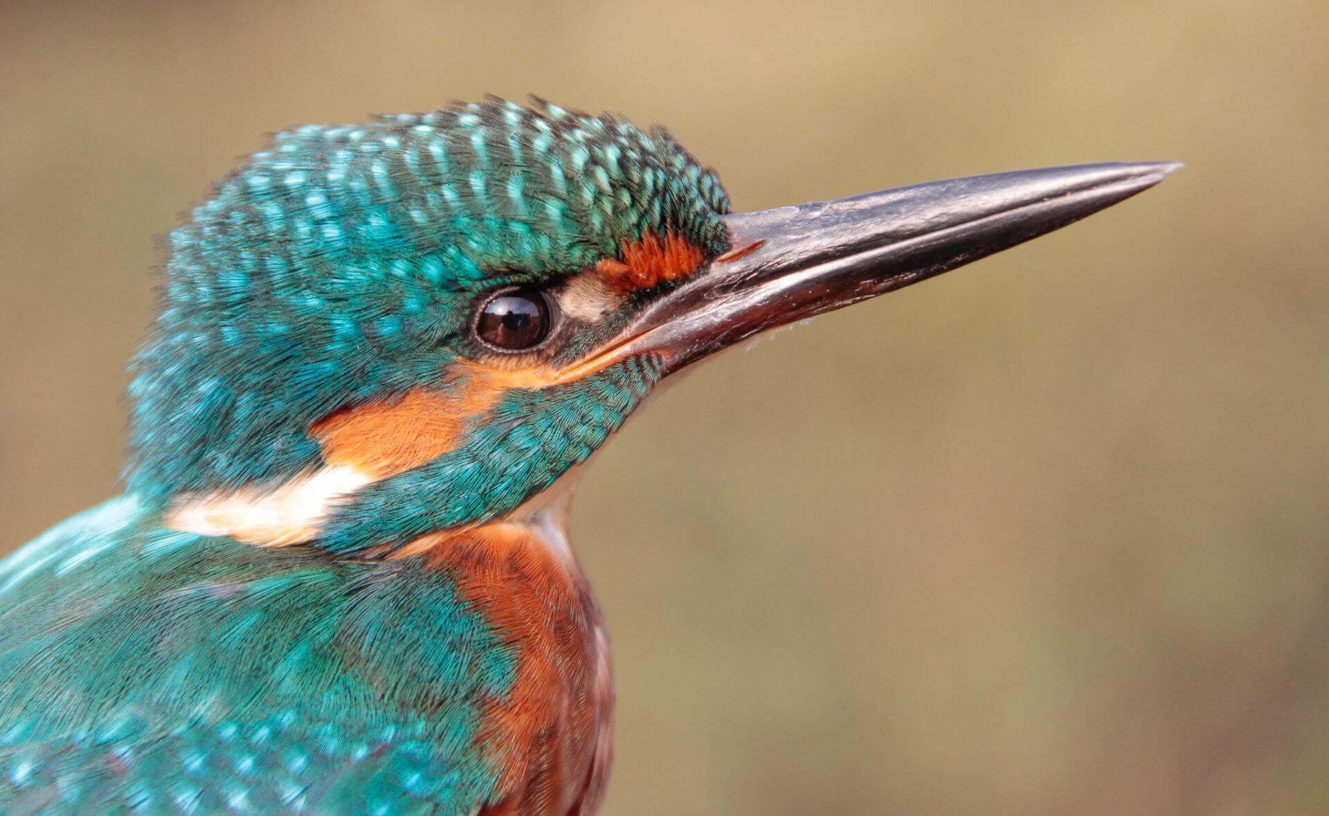 Mooie website vogel excursies