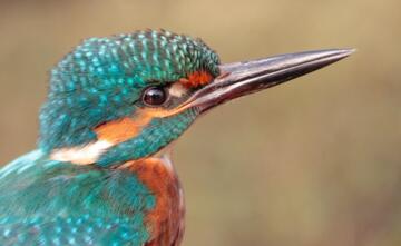 Mooie website vogel excursies